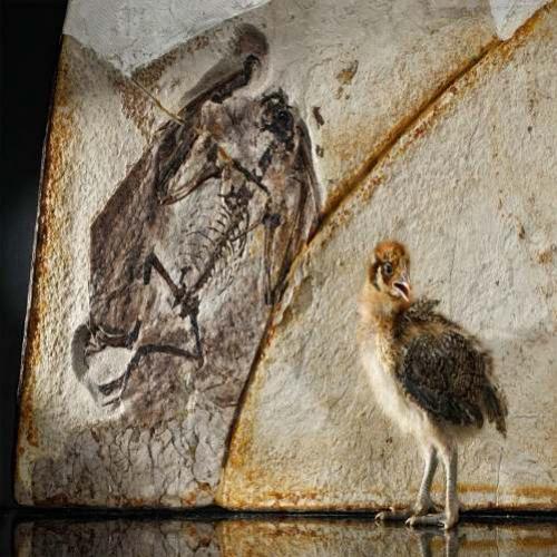 Fósseis de dinossauros com penas podem reformular história evolutiva