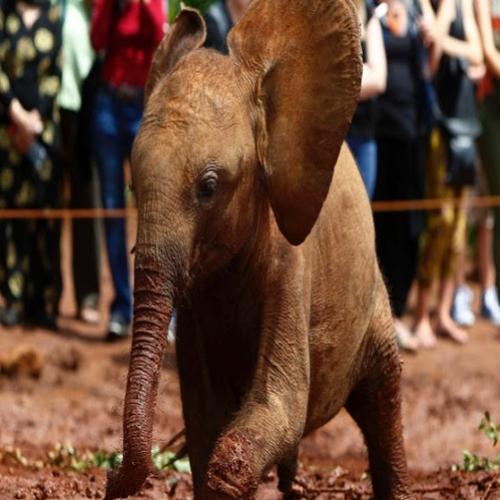 Um berçário de elefantes no Quênia, uma esperança para o futuro!