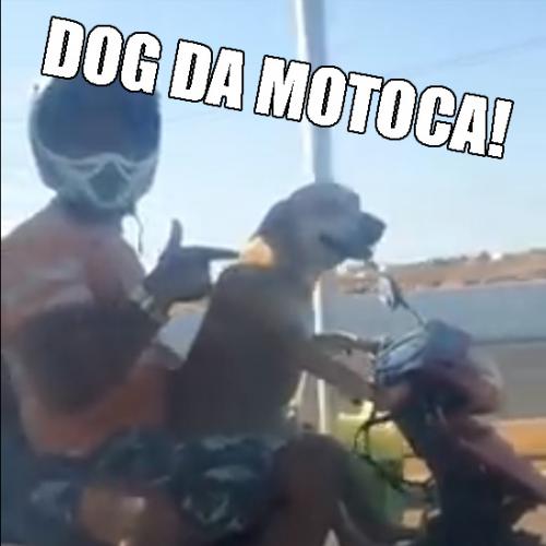 Cachorrinho mototoqueiro