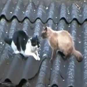 Gatos brigando no telhado