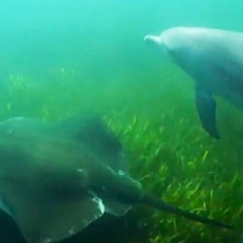 Golfinhos usam arraias como ferramenta para caçar polvos