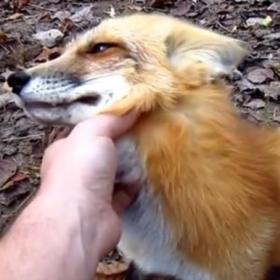 Depois de ver esse vídeo você vai querer ter uma raposa