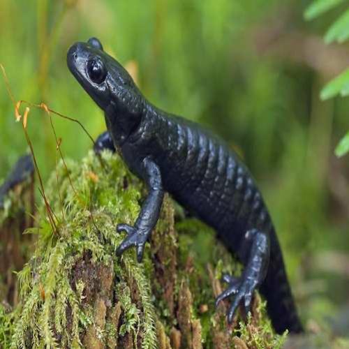 As incríveis salamandras-negras