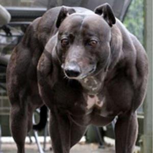 O cachorro mais forte do mundo
