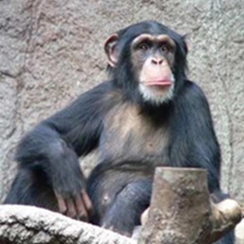 Chimpanzé: seus comportamentos assemelham-se aos dos seres humanos 
