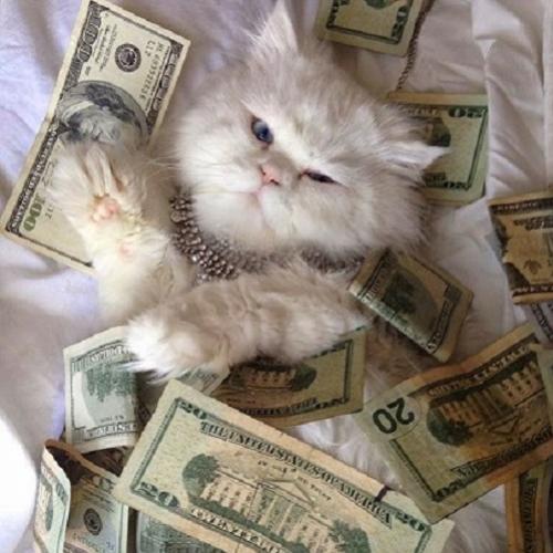 Gatos ostentando no dinheiro