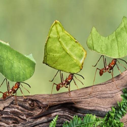 Formigas operárias são 'preguiçosas', de acordo com cientistas