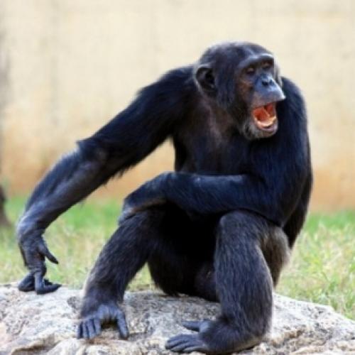 66 gestos de chimpazés são decifrados por cientistas