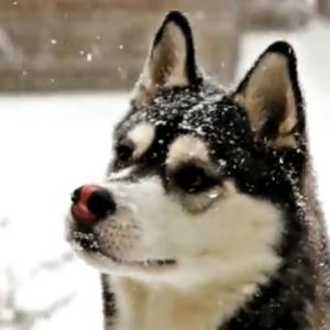 Husky siberiano brincando na neve