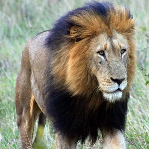 O maior leão que já existiu