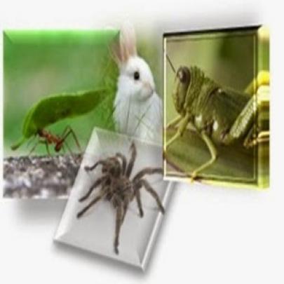Animais sábios: formiga, coelho, gafanhoto e aranha