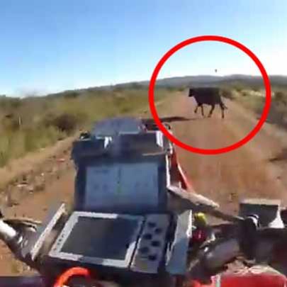 Incrível acidente com quadricículo atropelando Vaca, vídeo