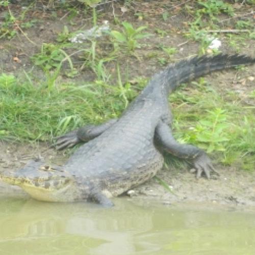 Conheça a fauna do Pantanal