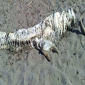 Monstro marinho com chifres é encontrado na Espanha