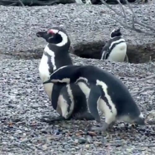 Pinguim descobre que sua 