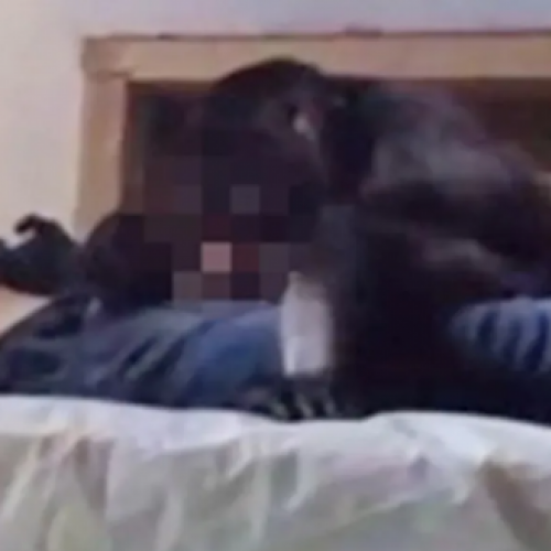 Jovem passa mal em pousada, desmaia e é violentado por macaco