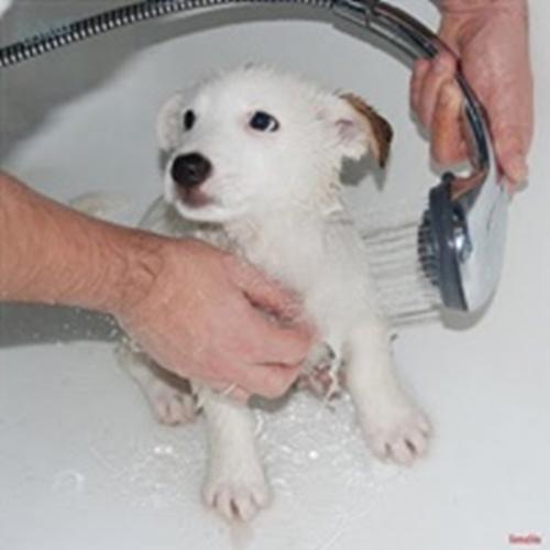 Aprenda como dar banho no seu cachorro 