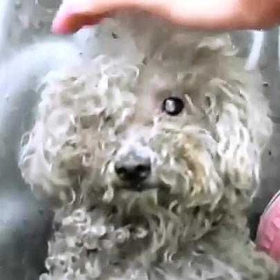 O emocionante resgate de Fiona, uma cachorrinha cega que morava na rua