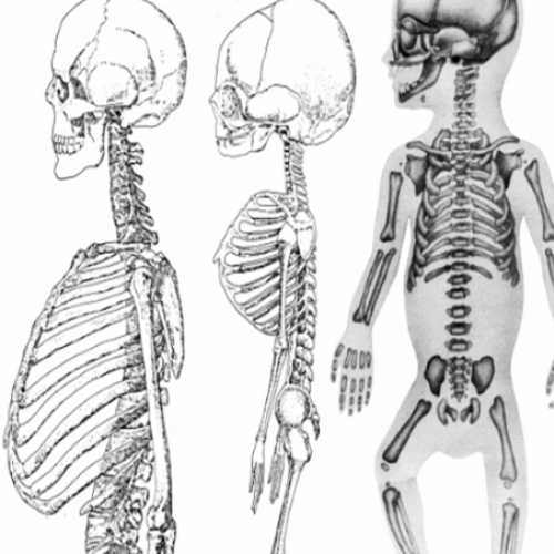 Quantos ossos existem no seu corpo?
