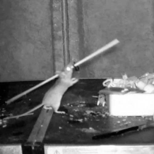 Homem filma ratinho arrumando a sua bagunça