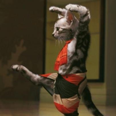 Kung Fu estilo felino