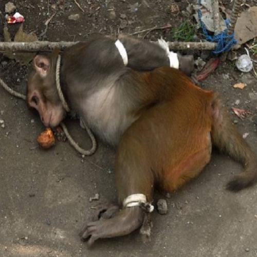  Macaco é imobilizado, amarrado e preso por roubo 