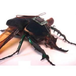 Agência de defesa americana cria o inseto-ciborgue