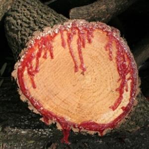 Qual é a árvore que sangra quando é cortada?