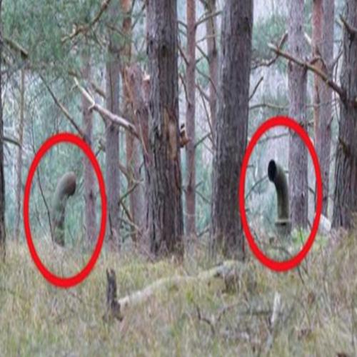 Duas crianças passeavam por uma floresta quando encontraram um segredo