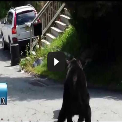 Dois ursos em uma briga de rua!