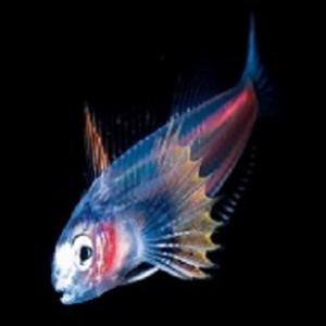 7 magníficas fotos tiradas de animais luminosos no fundo do mar