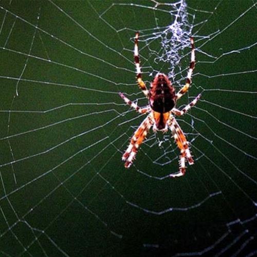 Por que as aranhas não ficam presas nas suas próprias teias?