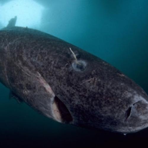 Veja o tubarão mais velho do mundo nesse vídeo, ele tem 512 anos