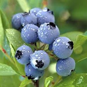 Blueberries | Mirtilos | A Fruta dos Deuses