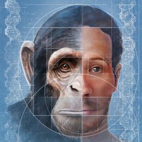É possível humanos e chimpanzés terem filhos híbridos?