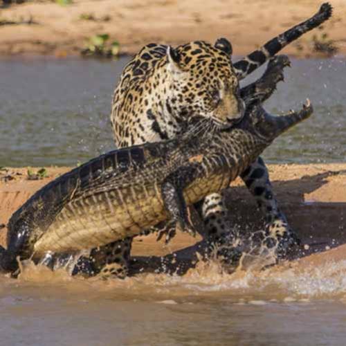Jaguar ataca Crocodilo em documentário na África.