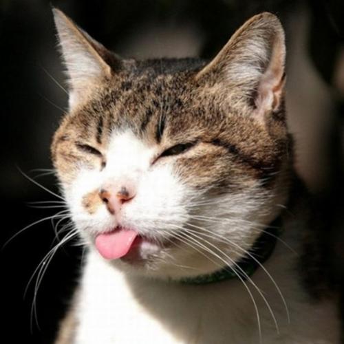 Por que a língua do gato é tão áspera?