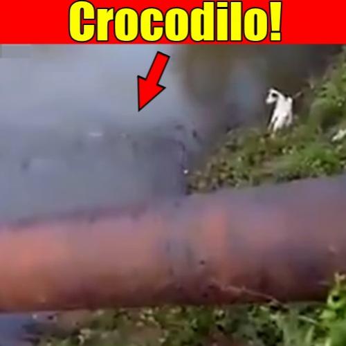 Cão escapa por muito pouco do ataque de um crocodilo