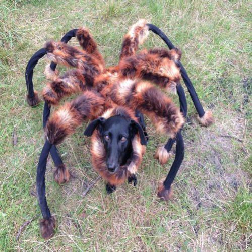 Cão Aranha Mutante Gigante (SA Wardega)