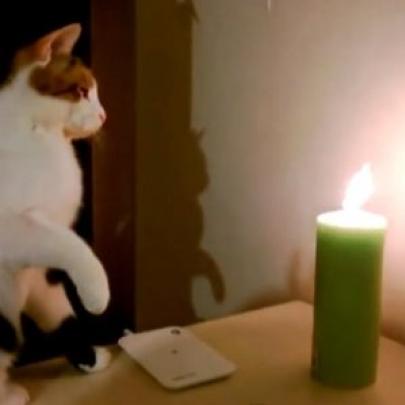 Curiosidade Felina: O que acontece quando um gato vê uma vela