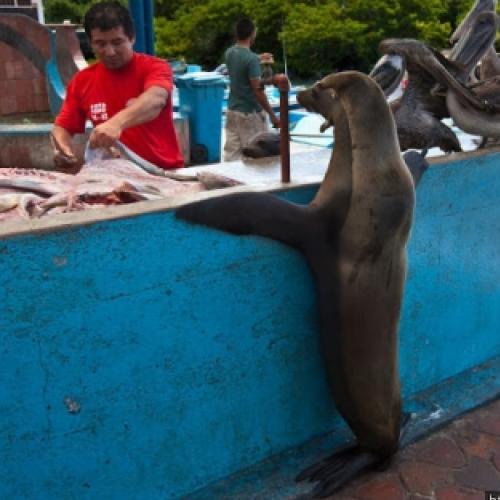 Esse mercado de peixe nas Ilhas Galápagos é completamente insano