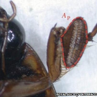 Pernas de besouro 'mergulhador' podem ajudar engenheiros