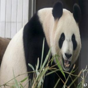Cientistas descobrem super antibiótico em sangue de pandas!