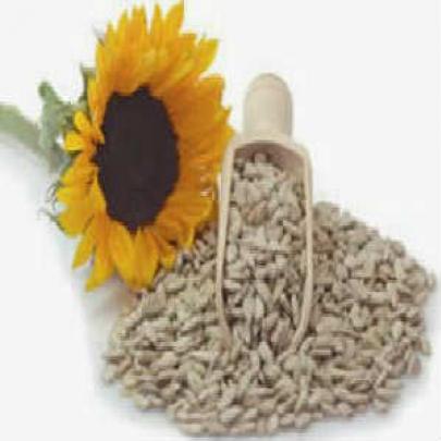 Benefícios da semente de girassol para a saúde