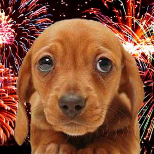 10 ideias para proteger seu cachorro do barulho dos fogos de artifício