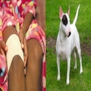  Cão é acusado de racismo na África do Sul
