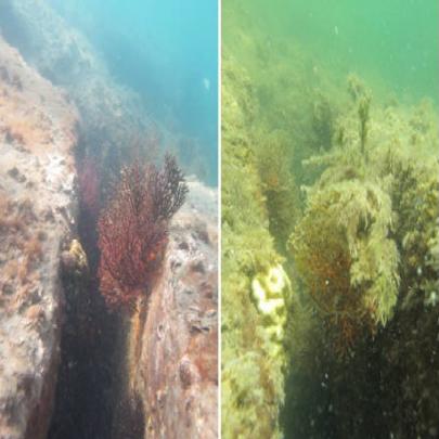Corais da Baía da Ilha Grande sofrem com branqueamento