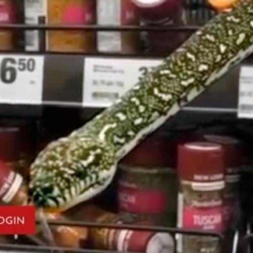 Cliente encontra cobra de dois metros em supermercado