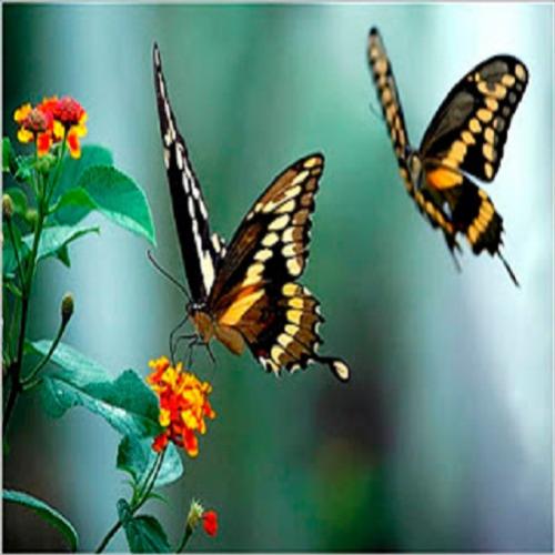 Curiosidades sobre borboletas