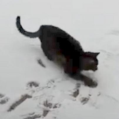 A reação de um Gato ao ver Neve pela primeira vez na vida!